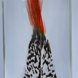 Lady Amherst's Pheasant tail(L)