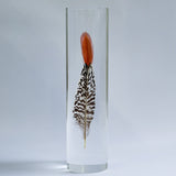 Lady Amherst's Pheasant tail(L)