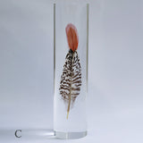Lady Amherst's Pheasant tail(L)