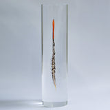 Lady Amherst's Pheasant tail(L)