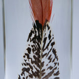Lady Amherst's Pheasant tail(L)
