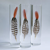 Lady Amherst's Pheasant tail(L)