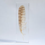 Bubo bubo feather
