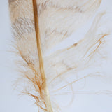 Bubo bubo feather