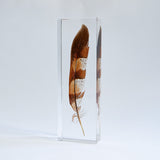 Copper Pheasant feather