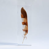 Copper Pheasant feather