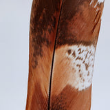 Copper Pheasant feather