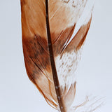 Copper Pheasant feather