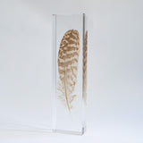 Common Kestrel feather