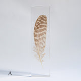 Common Kestrel feather
