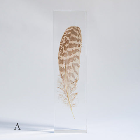 Common Kestrel feather