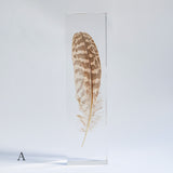 Common Kestrel feather