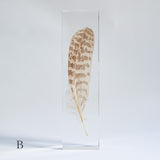Common Kestrel feather