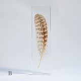 Common Kestrel feather