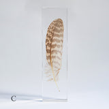 Common Kestrel feather
