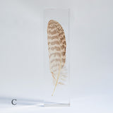 Common Kestrel feather