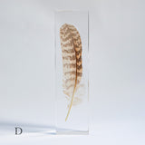 Common Kestrel feather