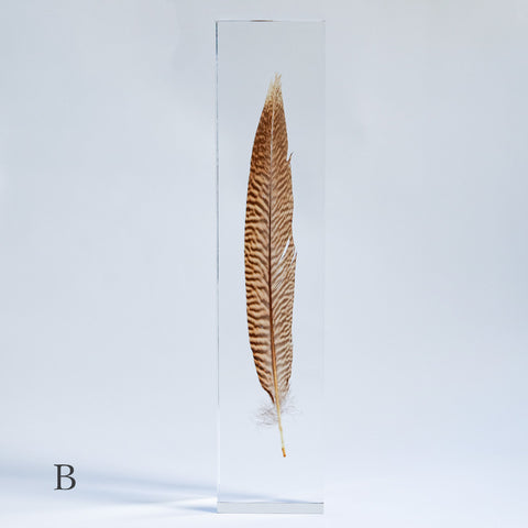 Golden Pheasant feather