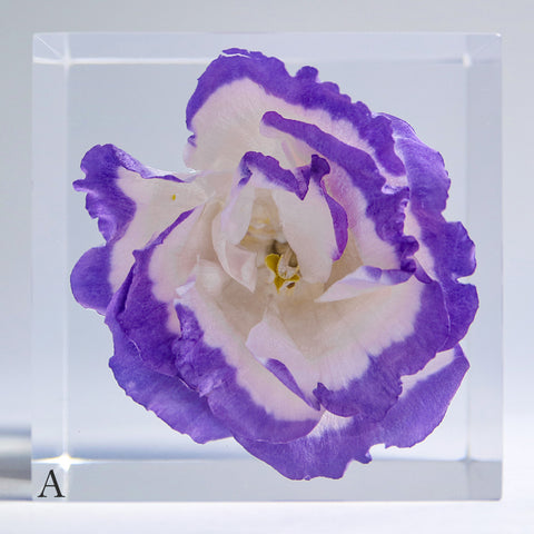 Eustoma