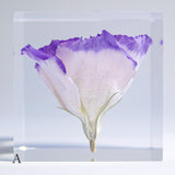 Eustoma