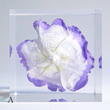 Eustoma