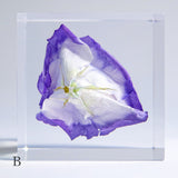 Eustoma