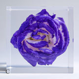 Eustoma