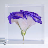 Eustoma