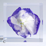 Eustoma