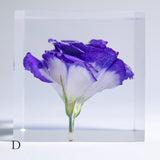 Eustoma