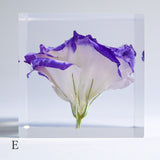 Eustoma