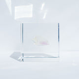 Fluorite (2.0in cube)3