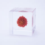 Globe amaranth