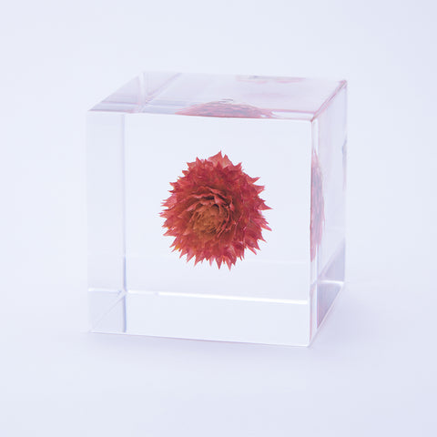 Globe amaranth
