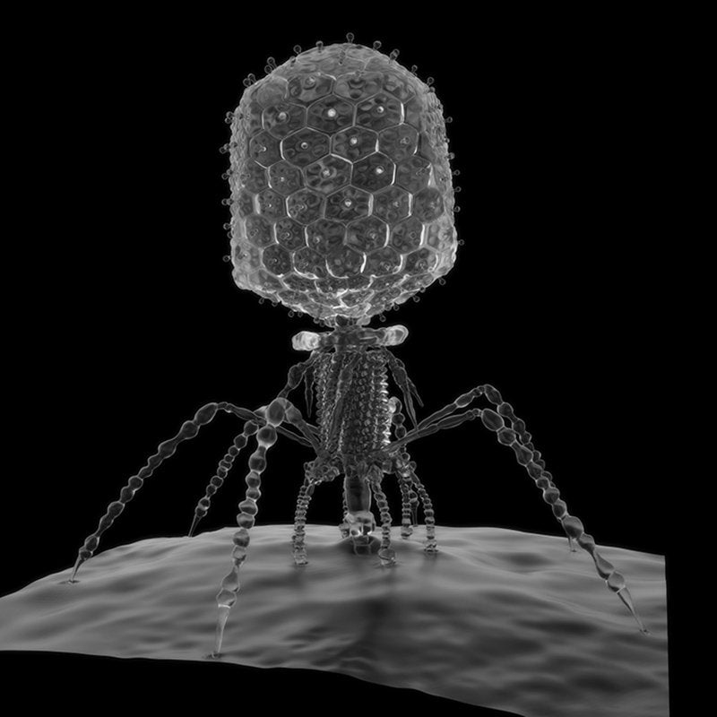 Bacteriophage Microbiology Pants Biology Bacteria Phage Virus High Quality  Yoga Leggings Artist Original Art Printed Science Chic Geek Wear -   Canada