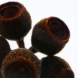 Eucalyptus