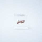 Sea lavender