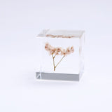 Sea lavender