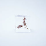 Sea lavender