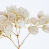 Rice flower