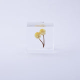 Immortelle