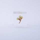 Immortelle