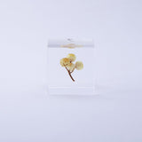 Immortelle