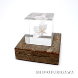 DENSHIRO Light Base kaku