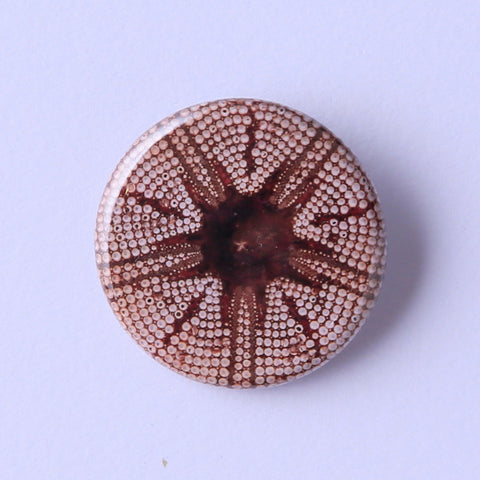 Astropyga radiata