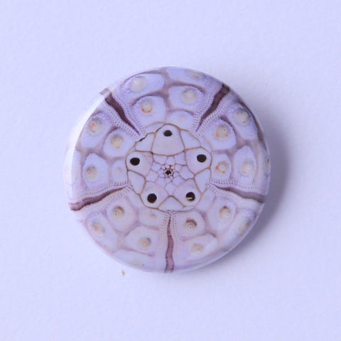 Goniocidaris tubaria