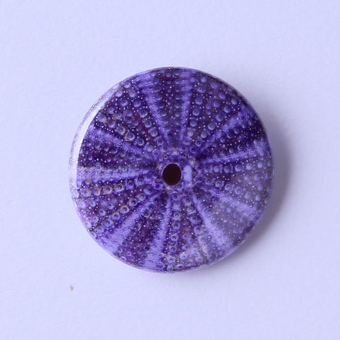 Sphaerechinus granularis