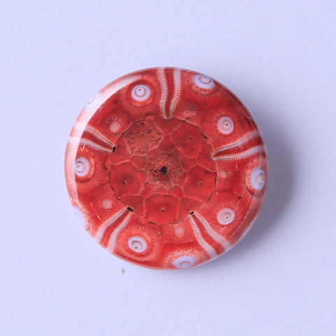 Stereocidaris granularis rubra