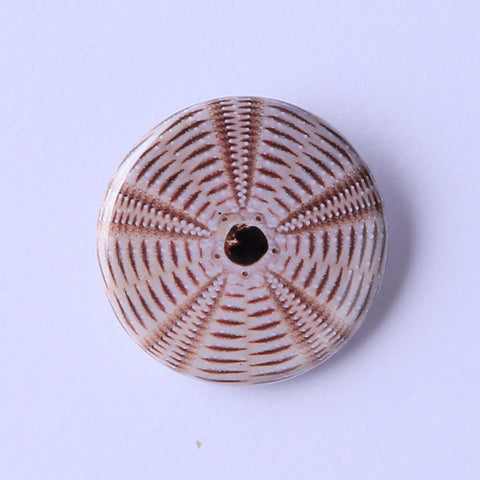 Salmacis bicolor