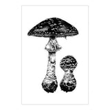 Amanita muscaria